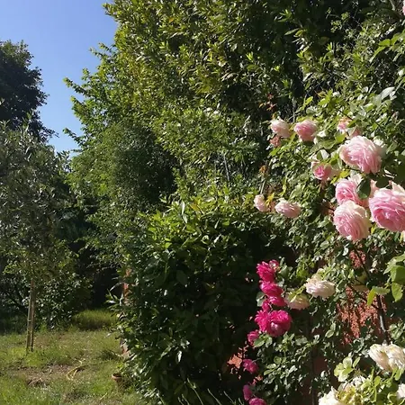 La Merla Bed & Breakfast *